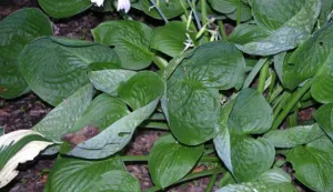 Pewter Goblet Hosta